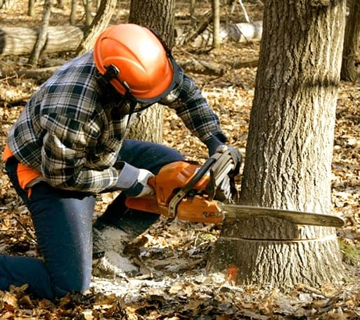 Tree Removal in Tucker, AR